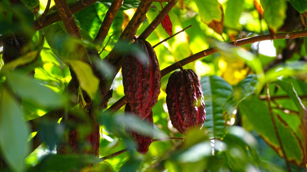 Cacao fruit